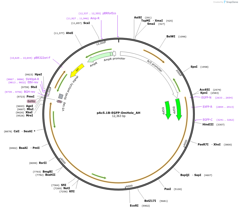 148881-plasmid-map-sequence-id-291329
