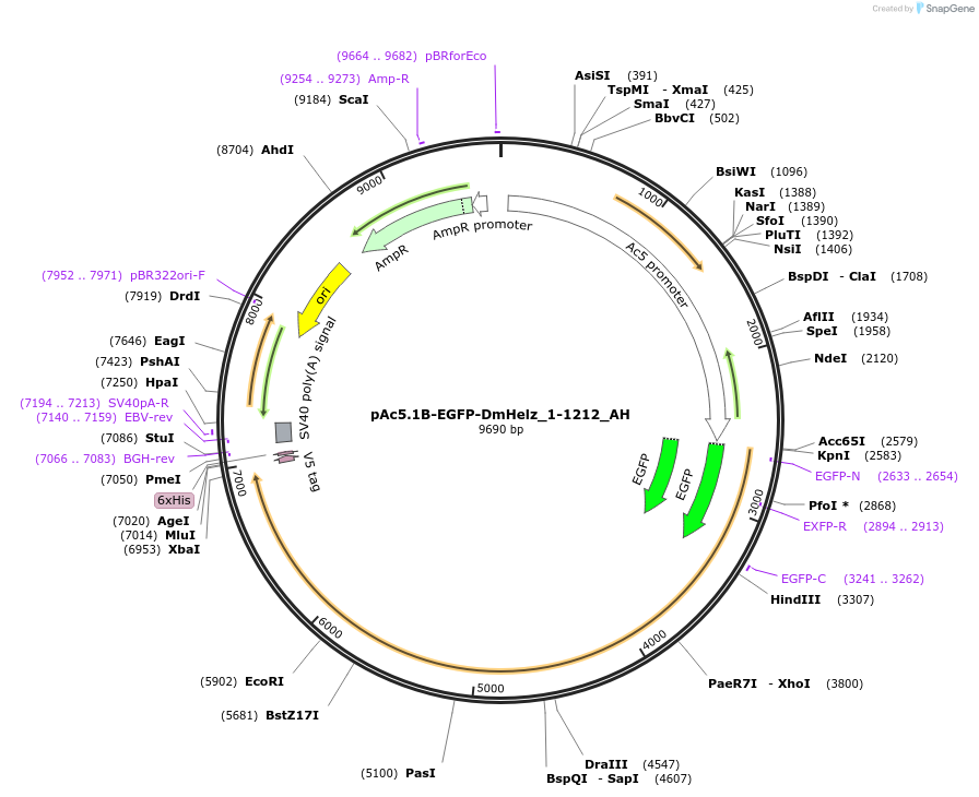 148882-plasmid-map-sequence-id-291330