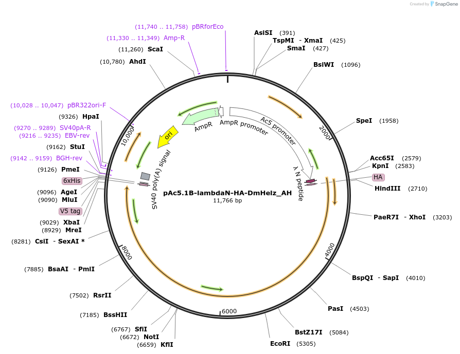 148885-plasmid-map-sequence-id-291333