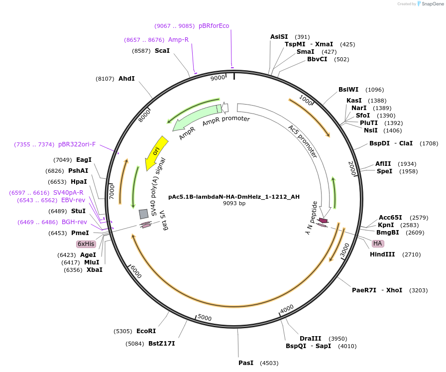 148886-plasmid-map-sequence-id-291334