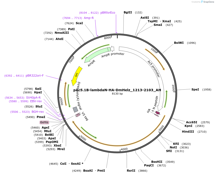 148887-plasmid-map-sequence-id-291335