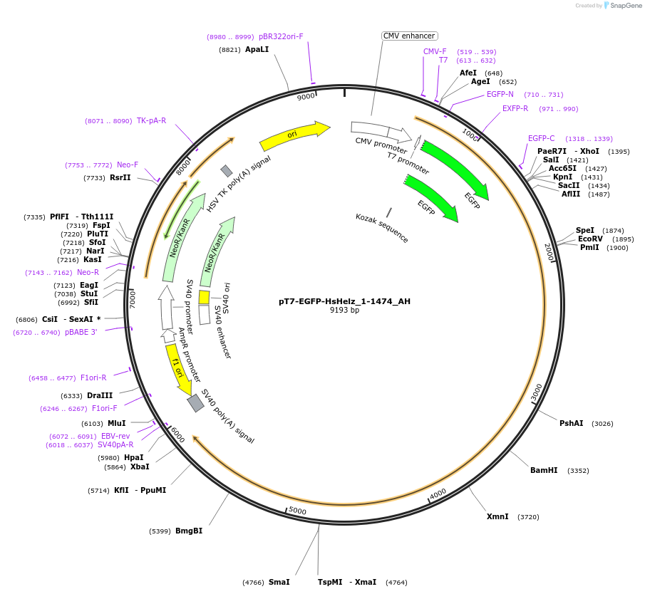 148898-plasmid-map-sequence-id-291346