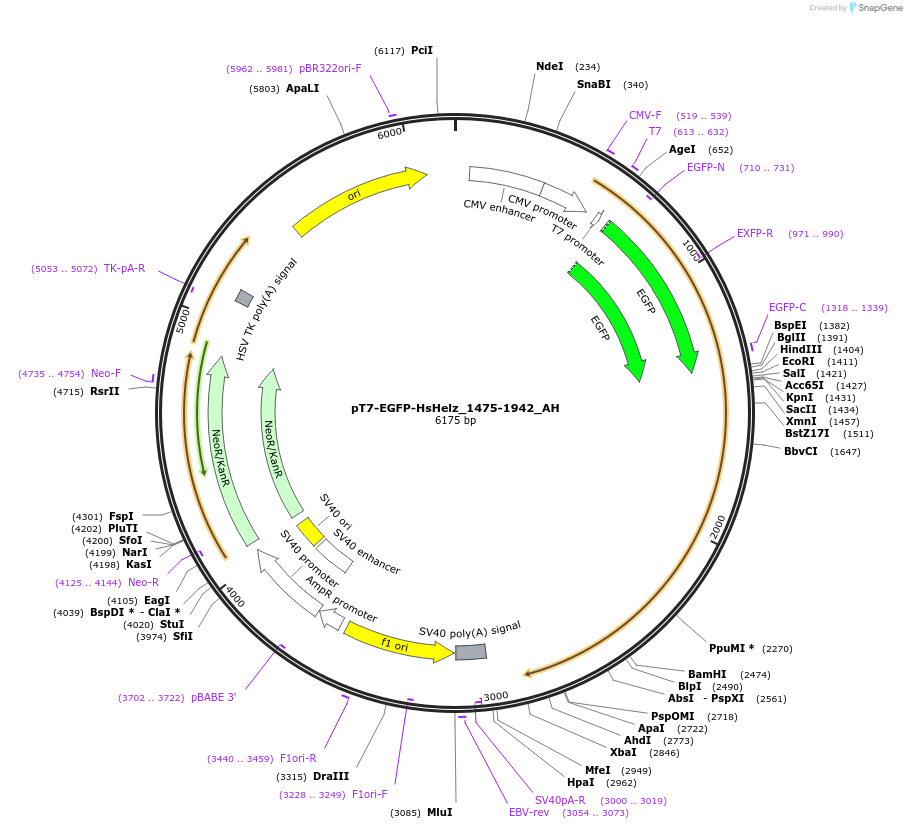 148899-plasmid-map-sequence-id-291347