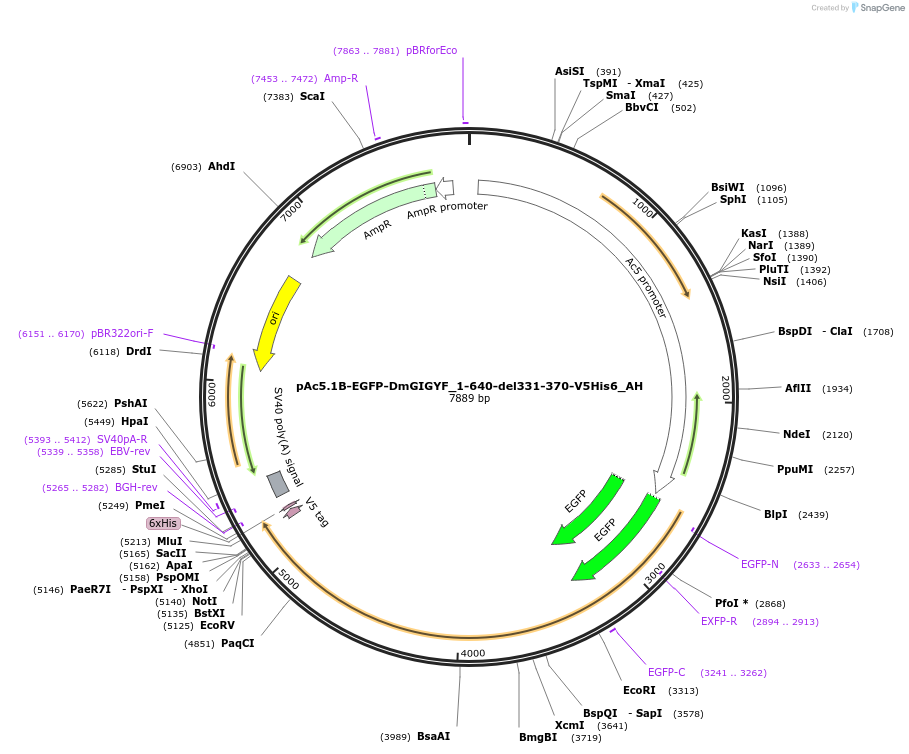 148906-plasmid-map-sequence-id-291354