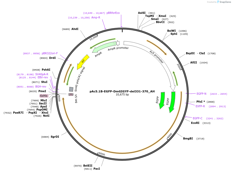 148921-plasmid-map-sequence-id-291369