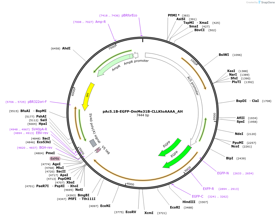 148924-plasmid-map-sequence-id-291372