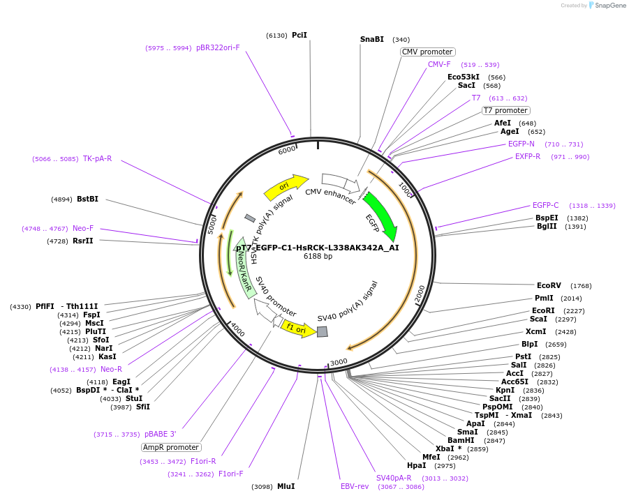 148957-plasmid-map-sequence-id-291405