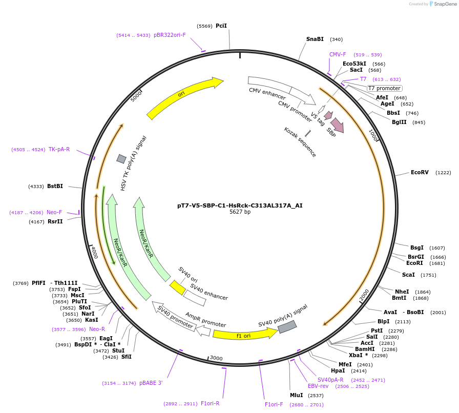 148965-plasmid-map-sequence-id-291413