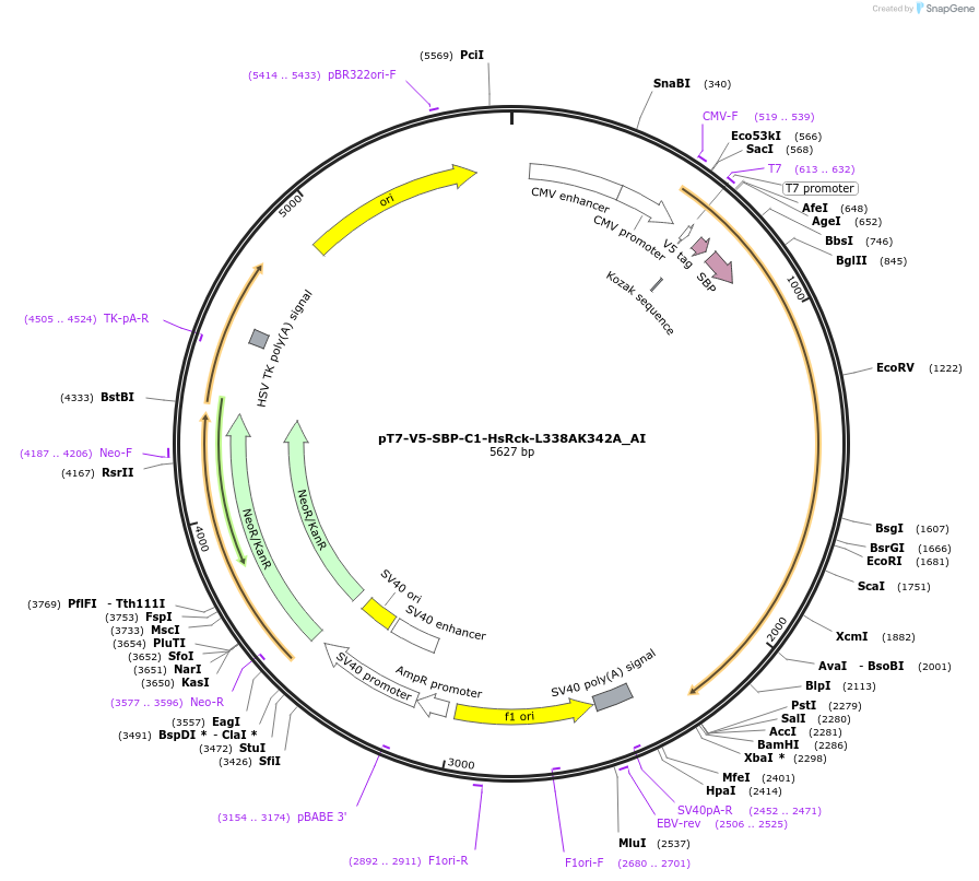 148967-plasmid-map-sequence-id-291415