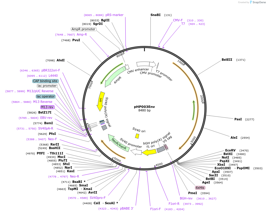 133985-plasmid-map-sequence-id-291417