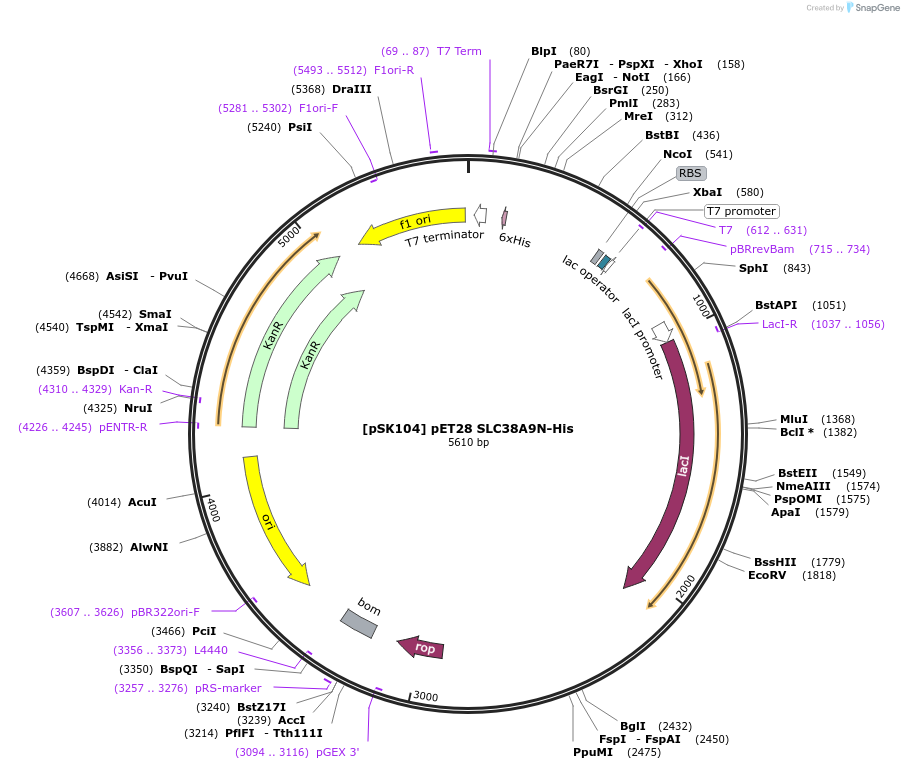 136142-plasmid-map-sequence-id-291418