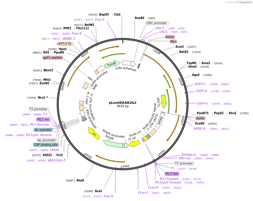 40178-plasmid-map-sequence-id-291419