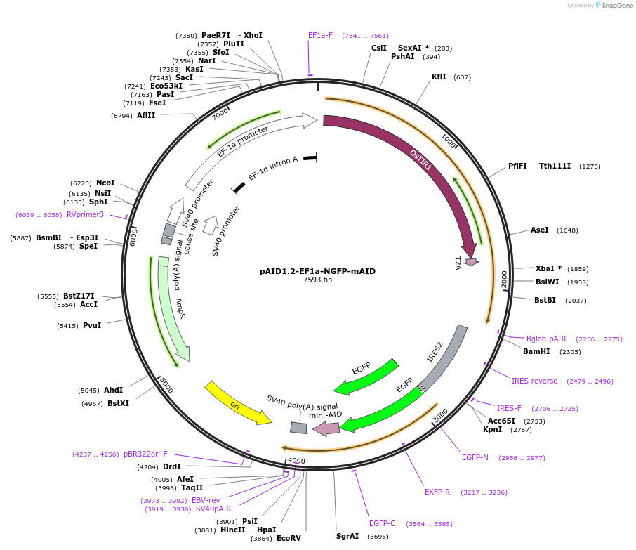 140607-plasmid-map-sequence-id-291421