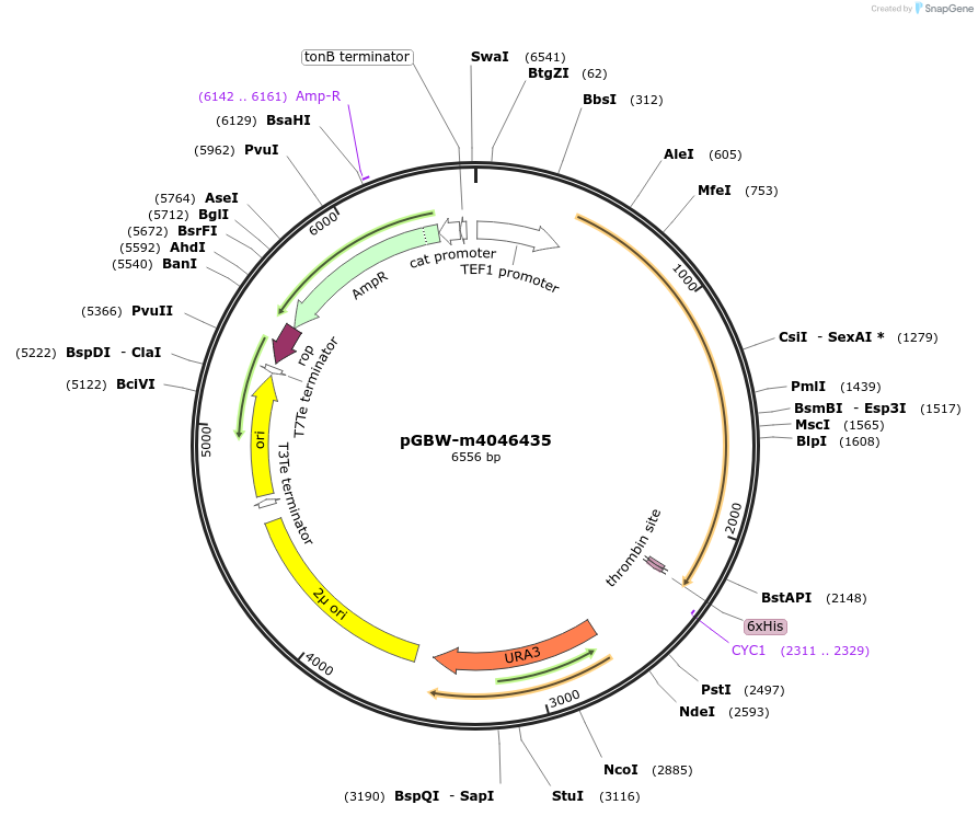 148974-plasmid-map-sequence-id-291427