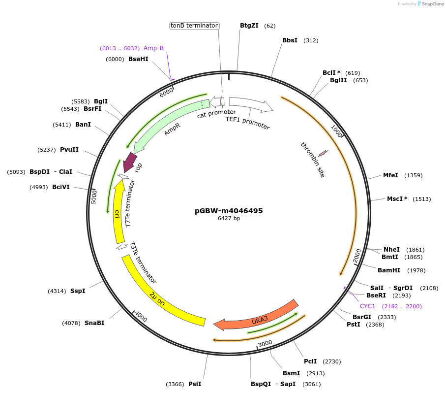 148983-plasmid-map-sequence-id-291436