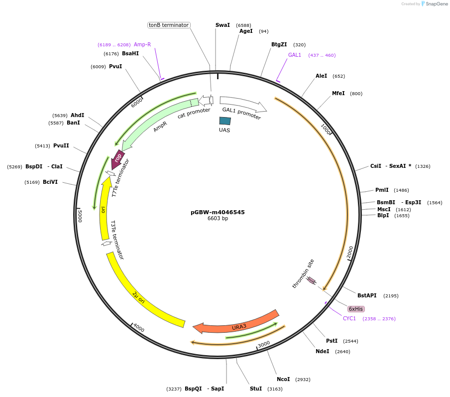 148987-plasmid-map-sequence-id-291440