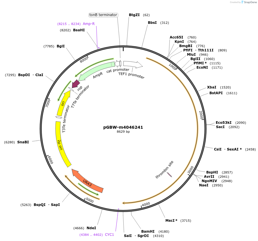 148997-plasmid-map-sequence-id-291450