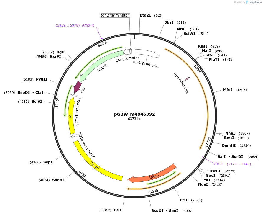 149001-plasmid-map-sequence-id-291454
