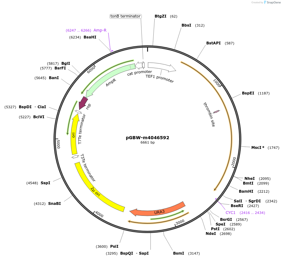 149020-plasmid-map-sequence-id-291473