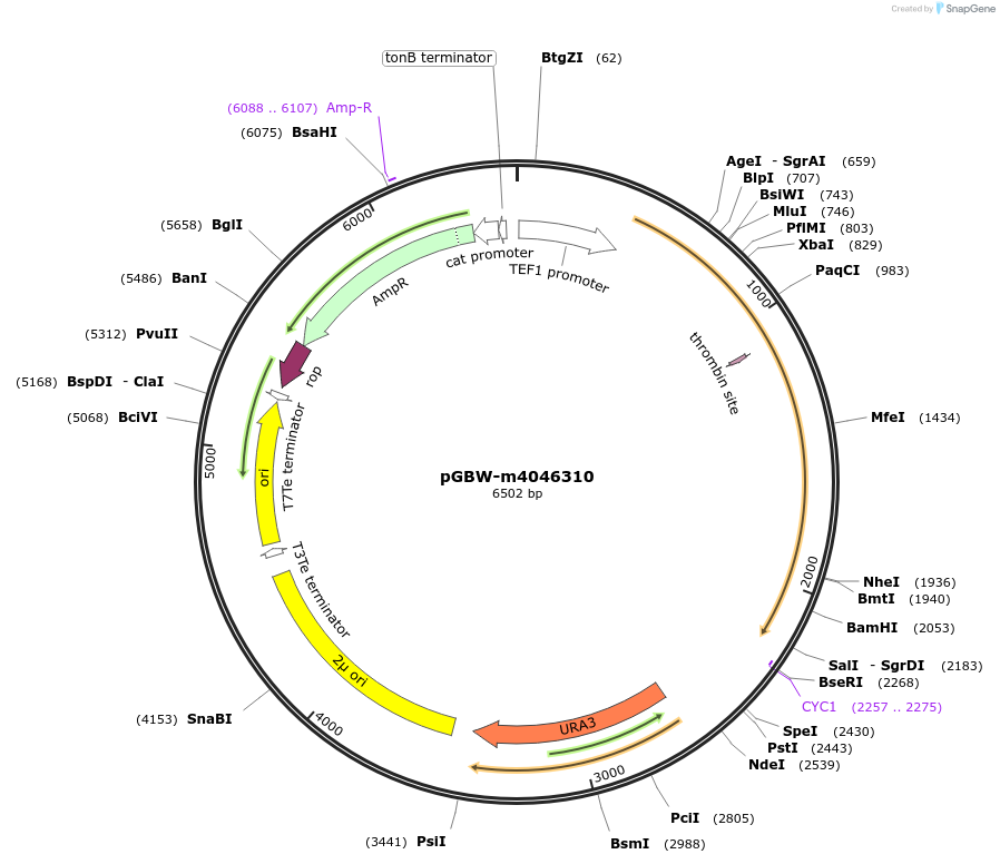 149022-plasmid-map-sequence-id-291475