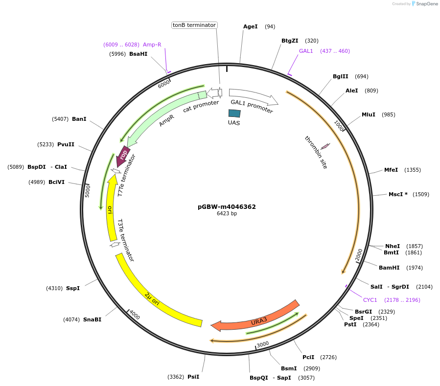 149038-plasmid-map-sequence-id-291491