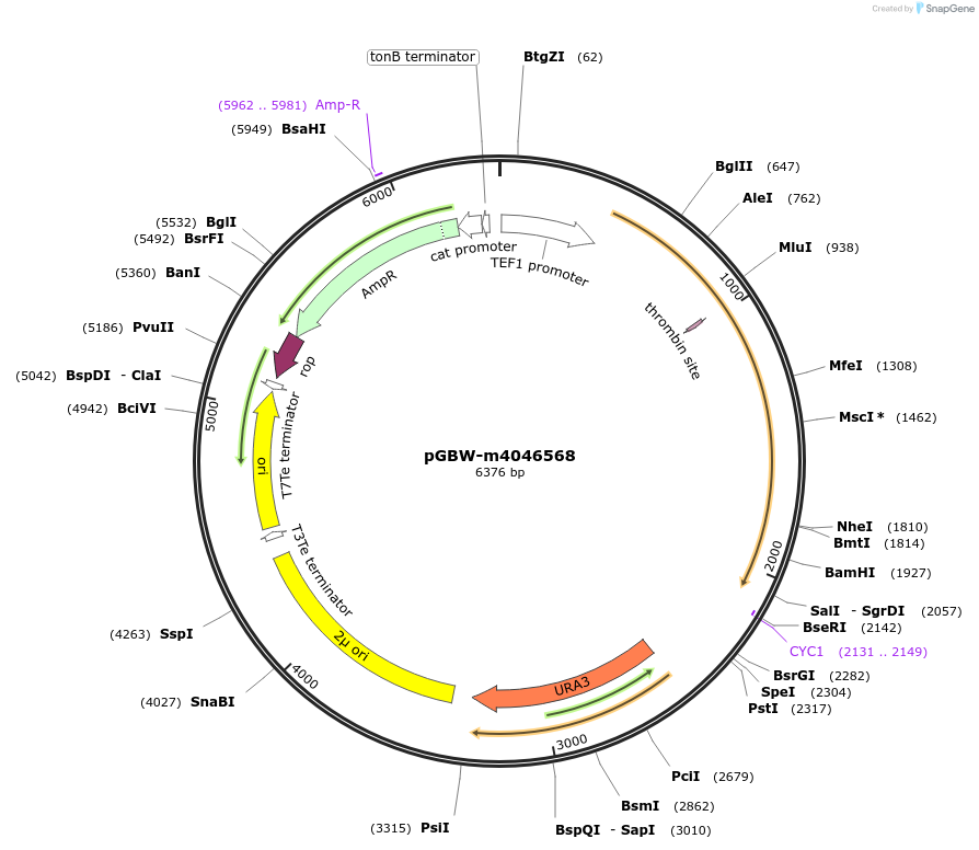 149070-plasmid-map-sequence-id-291523