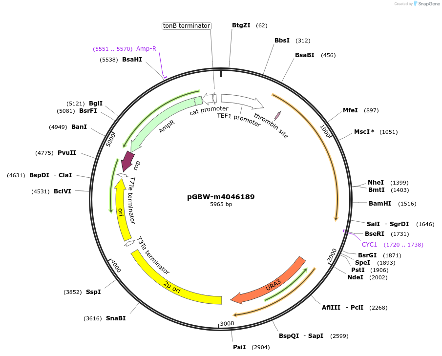 149079-plasmid-map-sequence-id-291532