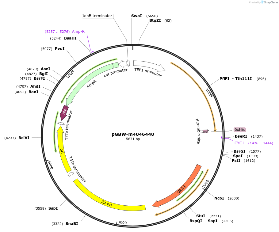 149083-plasmid-map-sequence-id-291536