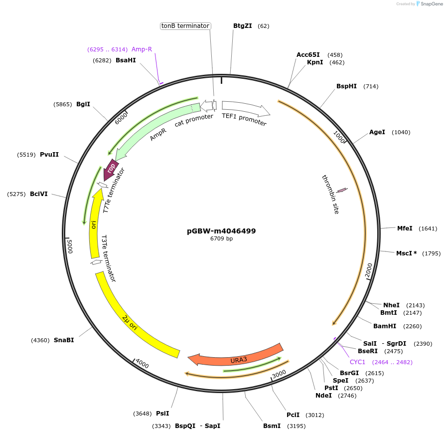149103-plasmid-map-sequence-id-291556