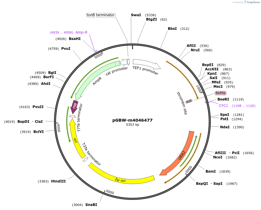 149104-plasmid-map-sequence-id-291557
