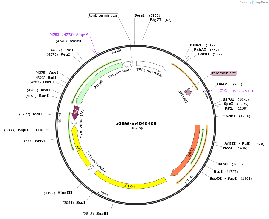 149116-plasmid-map-sequence-id-291569