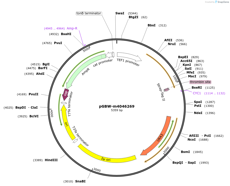 149117-plasmid-map-sequence-id-291570