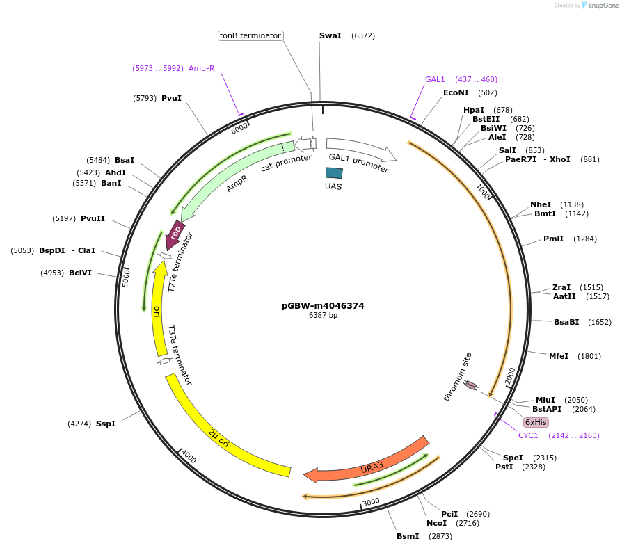 149120-plasmid-map-sequence-id-291573