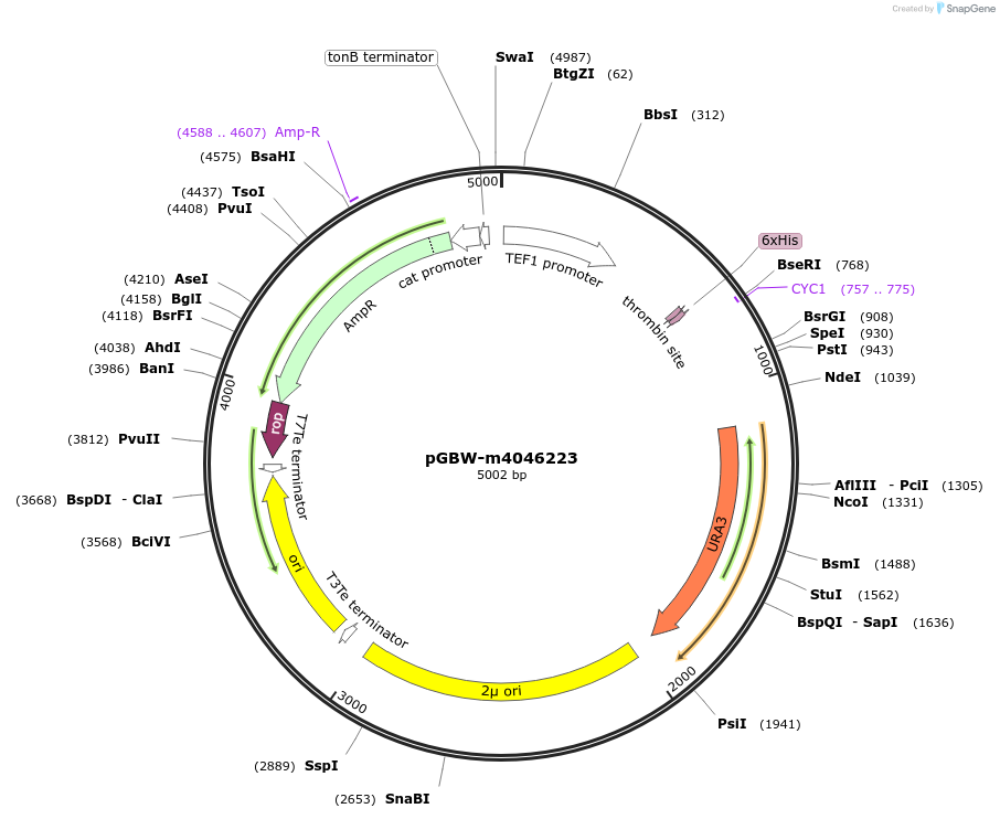 149123-plasmid-map-sequence-id-291576
