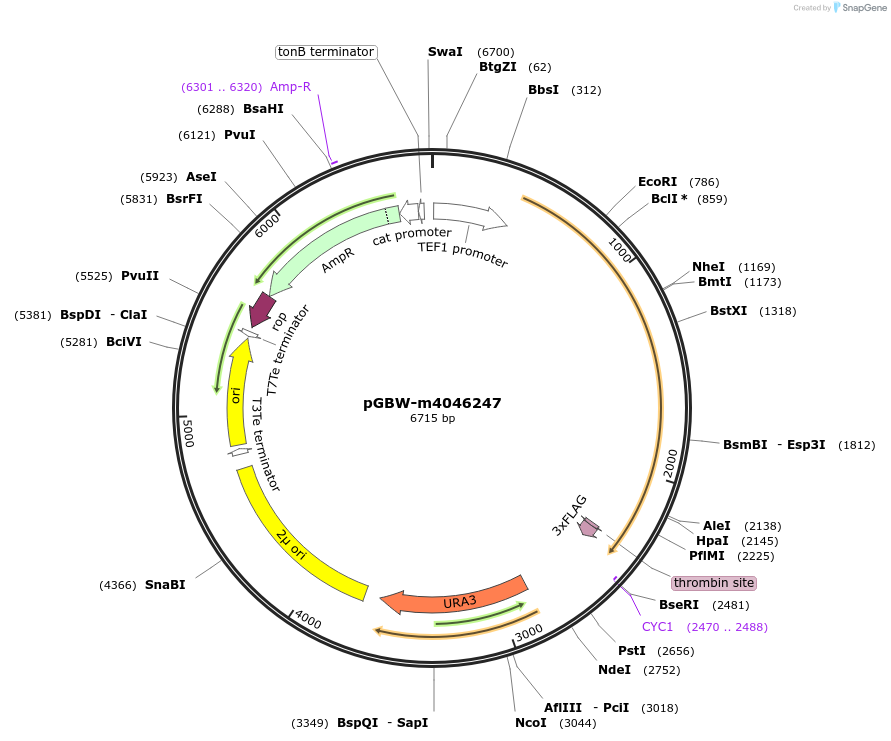 149124-plasmid-map-sequence-id-291577