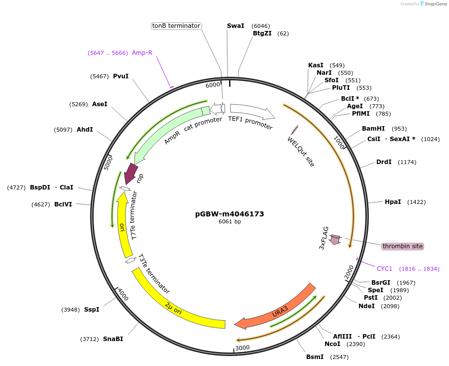 149126-plasmid-map-sequence-id-291579