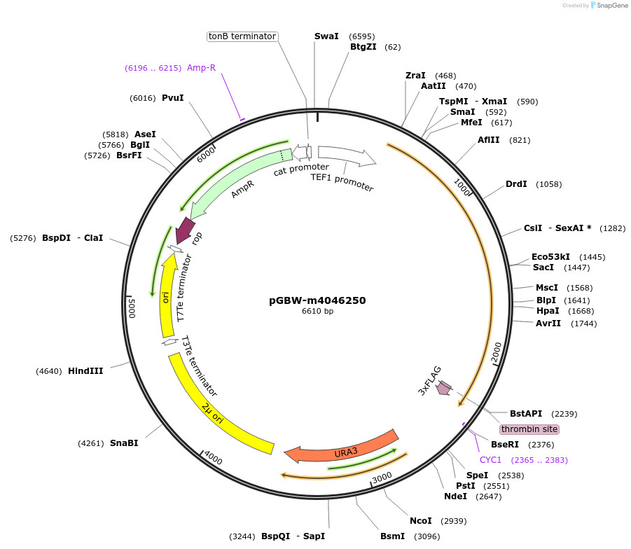 149127-plasmid-map-sequence-id-291580