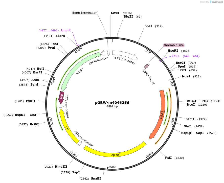 149129-plasmid-map-sequence-id-291582