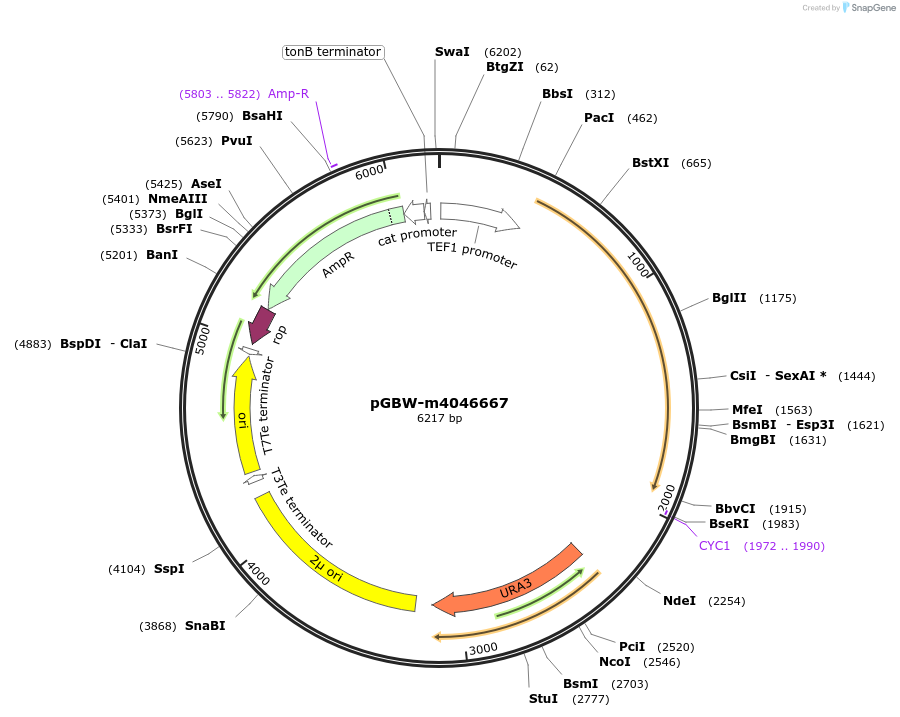 149155-plasmid-map-sequence-id-291608