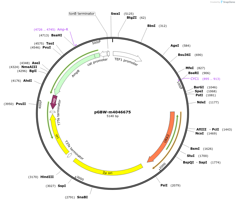 149165-plasmid-map-sequence-id-291618