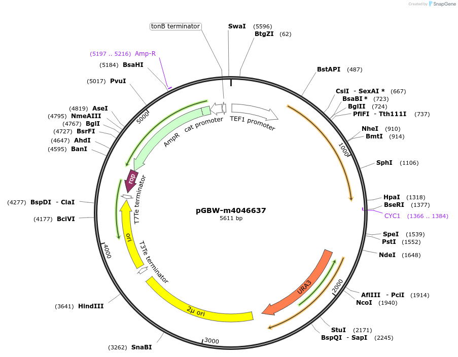 149171-plasmid-map-sequence-id-291624