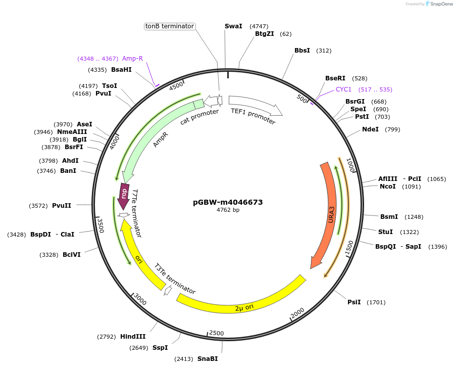 149172-plasmid-map-sequence-id-291625