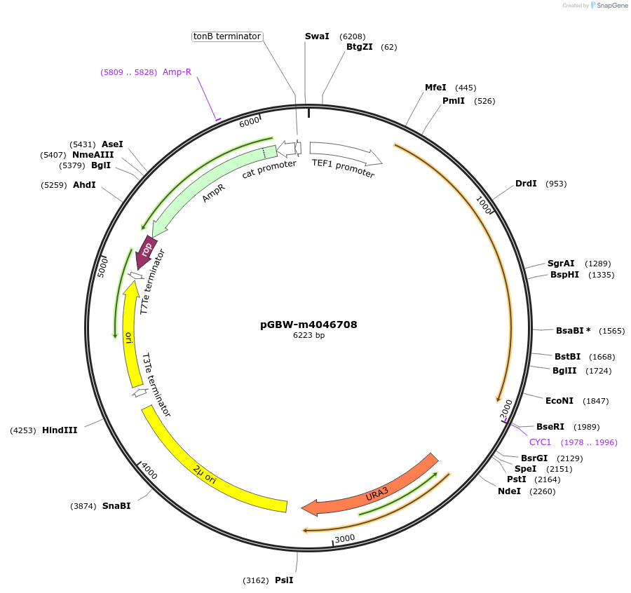 149173-plasmid-map-sequence-id-291626