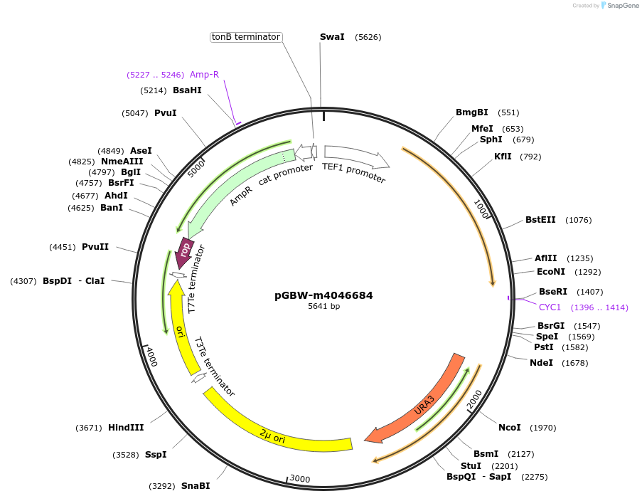 149175-plasmid-map-sequence-id-291628