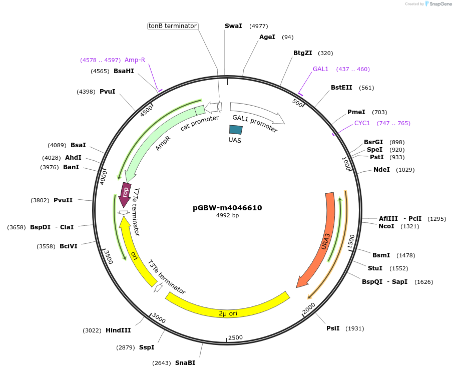 149193-plasmid-map-sequence-id-291646