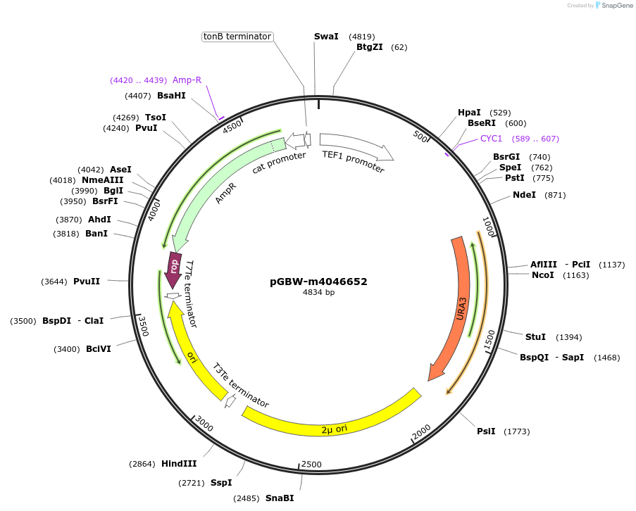 149201-plasmid-map-sequence-id-291654