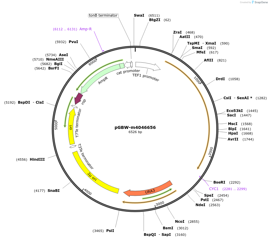 149204-plasmid-map-sequence-id-291657