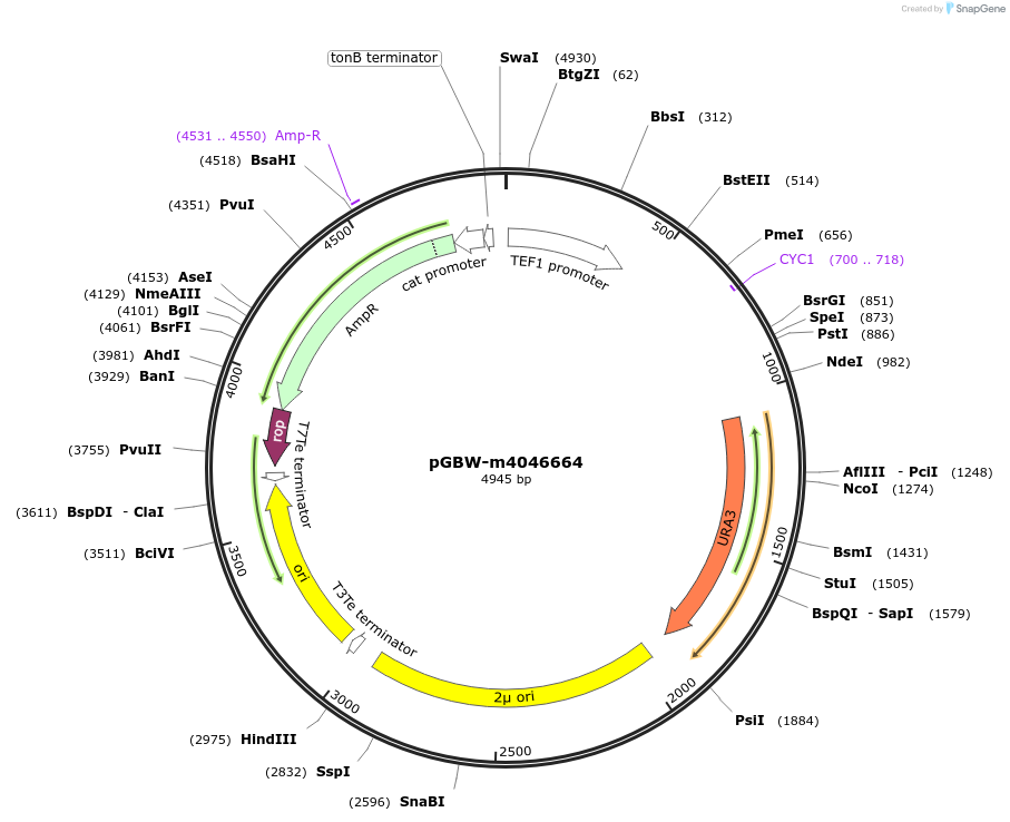 149224-plasmid-map-sequence-id-291677