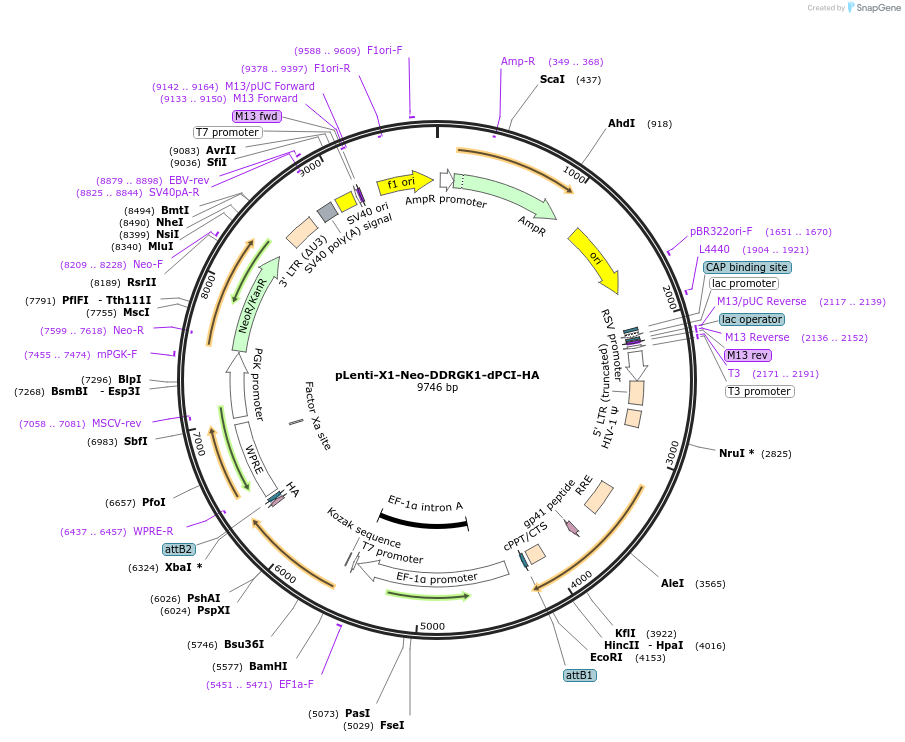 139847-plasmid-map-sequence-id-291723
