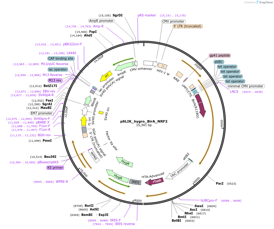 136539-plasmid-map-sequence-id-291733